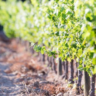 Visita a Celler Vinyes dels Aspres con Cata de Vinos y Degustación a Elegir para dos (Cantallops, Girona)