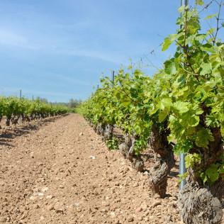 Escapada en Sercotel AB Arganda con Desayuno y Visita a Bodega Vinícola de Arganda con Degustación de Vinos (Madrid)
