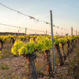 El Encanto del Vino: Visita al Pago y a la Bodega con Cata de Vinos y Degustación de Quesos en La Jaraba (Cuenca)