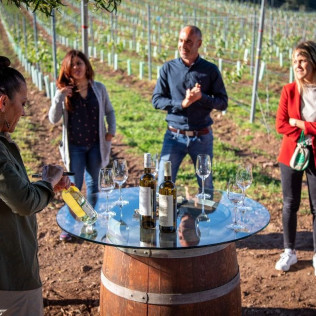 Armonía en Cuatro Tiempos: Visita a Viñedos y Bodega con Degustación de Vinos y Quesos para dos en Terras Gauda (Pontevedra)