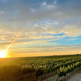 Visita a Bodega Barco Las Culebras y Cata de Vinos para dos (Pesquera de Duero, Valladolid)
