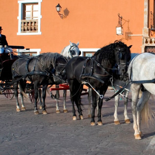 Visita a Bodega, Cata de Vino y Paseo en Coche de Caballos para dos (Albacete)