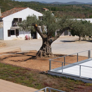 Visita Top Máxima: Visita Guiada a Bodega Mas de Rander y Viñas con Cata de Aceite y Cata de 8 Vinos para dos (Torreblanca, Castellón)