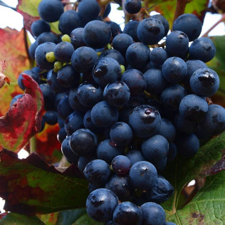 Visita Guiada por Bodega Artística, con Cata de Vinos y Aceite para dos (Lleida)