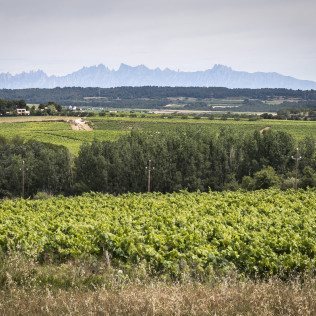 Visita a la Bodega Giró Ribot y Degustación para dos (Santa Fe del Penedès, Barcelona)