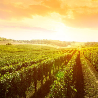 Visita a Bodegas Cañalva con Cata de Vinos y Maridaje para dos (Cáceres, Extremadura)