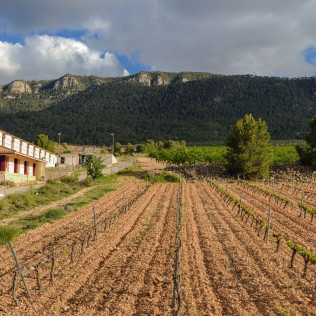 Visita al Museo del Vino con Cata y Tapas para dos en Hacienda del Carche / Casa de la Ermita (Jumilla, Murcia)