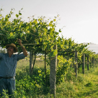 Visita a Bodegas Martín Códax con Cata de Vinos y Circuito Spa con Cena para dos en Hotel 4* (Pontevedra)