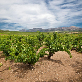 Visita Guiada a Celler Mas Llunes con Degustación de Vinos y Spa para dos (Girona)