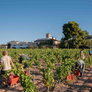 Visita al Celler Josep Foraster, Paseo por los Viñedos, Cata de 4 Vinos y Exposición para dos (Montblanc, Tarragona)
