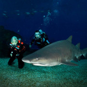 Buceo con Tiburones (Mallorca)