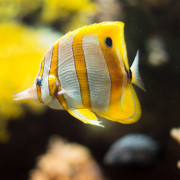 Entradas para el Acuario de Gijón (Asturias)
