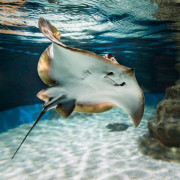 Entrada al Aquarium Costa de Almería (Roquetas de Mar, Almería)