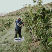 "El Misterio": Paseo por Viñedos en 4x4 y Visita a Bodega Arínzano con Cata de Vinos y Aperitivo (Navarra)