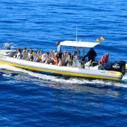 Tour de Avistamiento de Cetáceos para ver Delfines y Ballenas (Morro Jable, Fuerteventura)