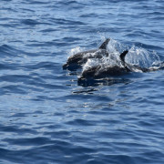 Whale Express: Avistamiento de Cetáceos (Tenerife)