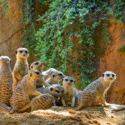 Bioparc Valencia: Entradas al Parque (Valencia)
