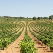 Visita a Bodega LoAlto con Cata de Vinos para dos (Venta del Moro, Valencia)