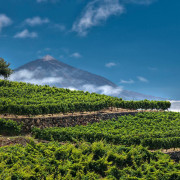 Visita a las Bodegas Monje con Cata de 4 Vinos y 4 Quesos Canarios (El Sauzal, Tenerife)