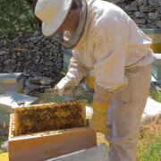 Introducción a la Apicultura y Degustación de Productos de la Colmena para dos en Casa Martín (Fondos de Vega, Asturias)