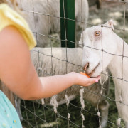 Actividad Familiar: Granjero por un Día en Casa Martín (Fondos de Vega, Asturias)