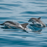 Avistamiento de Delfines en Catamarán por la Costa del Sol (Fuengirola, Málaga) 