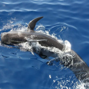 Salida en Catamarán con Avistamiento de Cetáceos y Snorkel (Las Galletas, Santa Cruz de Tenerife)