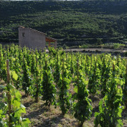 Visita al Celler Ficaria Vins con Cata de 3 Vinos para dos (La Figuera, Tarragona)