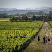 Visita a Celler Mas Geli con Cata de Vinos para dos (Pals, Girona)