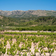 Celler Ronadelles - Cap de Ruc: Visita a Bodega con Cata de Vinos y Aquum Spa Estival Park para dos (Tarragona)