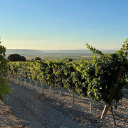 Visita a Bodega Dominio Lubiano con Cata de 3 Vinos y Aperitivo (Pesquera de Duero, Valladolid)