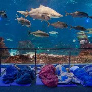 Dormir con Tiburones en L'Aquàrium de Barcelona (Barcelona)