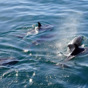 Excursión en Barco para ver Delfines (Sotogrande, Cádiz)