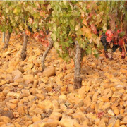 Escapada Rural con Desayuno en Hostal Los Oteros y Visita a Bodega Pardevalles con Cata de Vinos para dos (León)