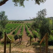 Ruta del Vino: Visita a Bodega, Cata y Menú Degustación para dos en Hotel Enoturismo Mainetes (Albacete)