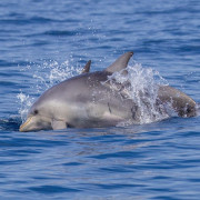 Excursión en Lancha con Avistamiento de Delfines (Can Picafort, Mallorca)