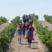 Walk and Wine: Ruta Libre por los Viñedos, Visita Guiada y Cata de Vino en Celler Mas Vicenç (Cabra del Camp, Tarragona)