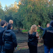 Paseo por el Olivar, Visita Guiada y Cata de AOVE en Almazara O-Med (Granada)