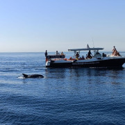 Paseo en Barco por la Costa del Sol con Avistamiento de Delfines (Fuengirola, Málaga) 