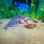 Entradas al Acuario Poema del Mar (Las Palmas de Gran Canaria)