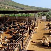 Visita Turística: Visita y Degustación de Queso en Quesería Montesdeoca (Adeje, Santa Cruz de Tenerife)