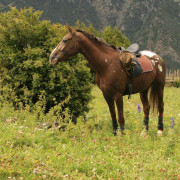 Ruta a Caballo por el Montseny (Barcelona)