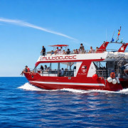 Dolphin & Swim: Salida en Barco con Avistamiento de Cetáceos y Baño (Puerto Rico, Las Palmas)