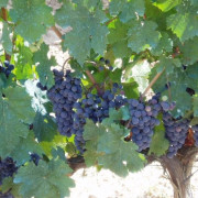 Circuito Spa en Balneario Vichy Catalan y Visita Guiada por Bodega Baronia de Vilademuls con Cata de Vinos para dos (Girona)