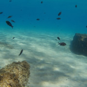 Bautismo de Submarinismo con Reportaje Fotográfico para dos (Ametlla de Mar, Tarragona)