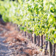 Visita a Celler Vinyes dels Aspres con Cata de Vinos y Degustación a Elegir para dos (Cantallops, Girona)