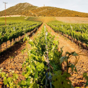 Viaje a la Uva: Visita a Bodegas NOC con Cata de Vino y Maridaje con Queso Manchego Artesano para dos (Manzaneque, Toledo)
