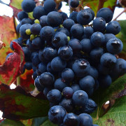 Visita Guiada por Bodega Artística, con Cata de Vinos y Aceite para dos (Lleida)