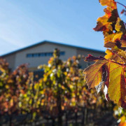 Cata de Vino para dos en BUIL & GINÉ (Tarragona)