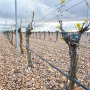 Visita a Bodega y Cata de Vinos para dos en Finca Montepedroso (Valladolid)
